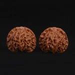 Qin Gongzi Walnut