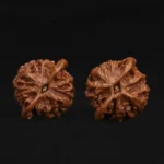 Qin Gongzi Walnut - Image 6