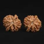 Qin Gongzi Walnut - Image 4