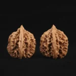 Scholar Crown Walnut - Image 3