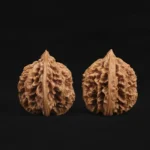 Scholar Crown Walnut - Image 4