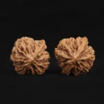 Scholar Crown Walnut - Image 5