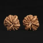 Scholar Crown Walnut - Image 6