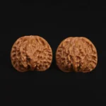 Qin Gongzi Walnut