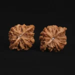 Fire Phoenix Walnut - Image 4