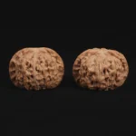 Top Dwarf Walnut on JD - Image 5