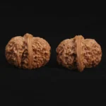 Top Dwarf Walnut on JD - Image 5