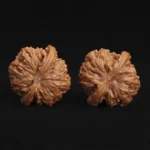 Top Dwarf Walnut on JD - Image 6