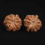 Top Dwarf Walnut on JD - Image 7