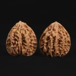 Scholar Crown Walnut - Image 4