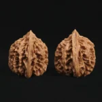 Scholar Crown Walnut - Image 2