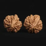Scholar Crown Walnut - Image 3