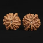 Qin Gongzi Walnut - Image 3
